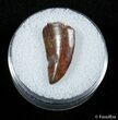 Beautiful Dromaeosaur Tooth From Morocco #2867-1